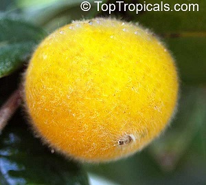 Yellow jaboticaba