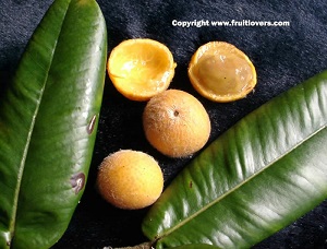 Fruit and leaves