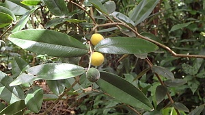 Ripe fruit on the yellow Jaboticaba Myrciara caufiflora. Unbelievable Acres Botanic Garden.