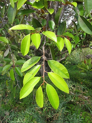 Chrysophyllum cainito (Star apple). Leaves. Enchanting Floral Gardens of Kula, Maui, Hawaii