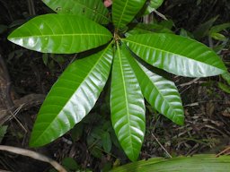 Canistel Pouteria campechiana, Tapir Mountain, Cayo, Belize