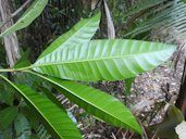 Canistel P. campechiana, Tapir Mountain, Cayo, Belize