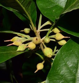 Canistel Pouteria campechiana, La Huerta, Jal., Mexico