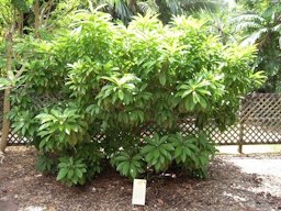 Canistel tree habit at Fairchild Tropical Botanic Garden