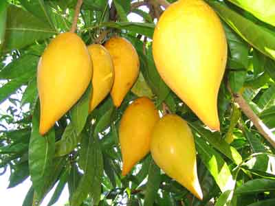 Egg Fruit