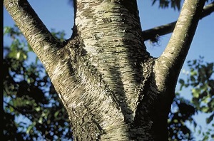 Mexican Bird Cherry, Prunus salicifolia branch habit