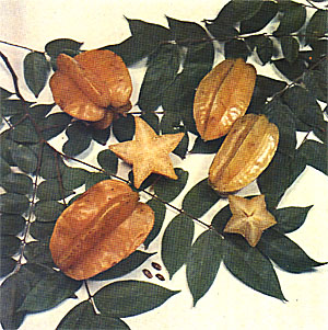 CARAMBOLA, Averrhoa carambola