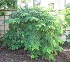 'Cary' carambola tree habit