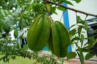 Unripe fruit