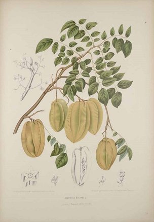 Averrhoa carambola L. [as Averrhoa bilimbi].