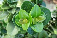 Flower buds forming