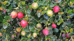 Botanic Garden - African Garden, Carissa macrocarpa 'Tuttle' Natal-Plum