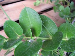 Carissa macrocarpa (Natal plum). Leaves. KiHana Nursery Kihei, Maui, Hawaii