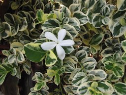 Carissa macrocarpa (Natal plum). Flower and variegated leaves.Iao Tropical Gardens of Maui, Maui, Hawaii