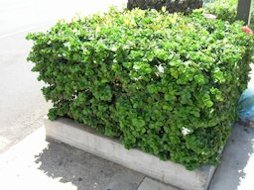 Carissa macrocarpa (Natal plum). Box sheared. Kahului Airport, Maui, Hawaii