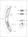 Important parts of the carob pod (A), section of pod (B) and seed (C)