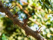 Carob Tree, Ceratonia siliqua