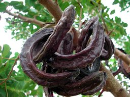 Carob pods hanging off a carob tree (Ceratonia siliqua), Mallorca.