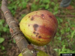 Symptoms on fruit