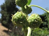 Female flowers