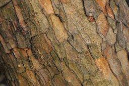 Silkworm Bark. Cudrania tricuspidata by the stream at the Brooklyn Botanic Garden