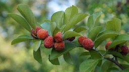 Maclura tricuspidata