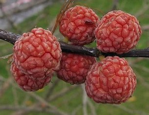 Che berries are related to mulberries