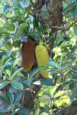 Artocarpus integra (Thunb.) Merr., Mauritius, Grand Port distr., Mahébourg