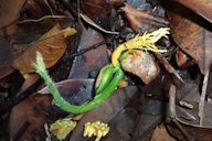 The germinating seeds with the roots that appear to be yellow in colour.