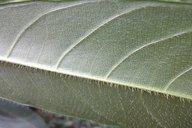 Close-up of the dorsal view showing the hairs