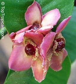 Male flower