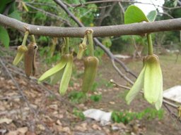 Flower habit