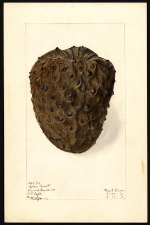 Annona cherimola Miller