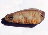 Seed, longititunal section