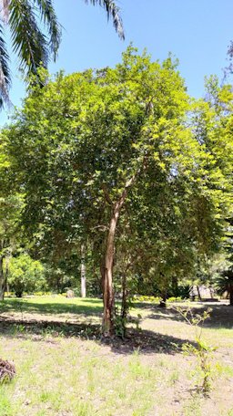 Cherry of the Rio Grande Eugenia involucrata, Penha, Rio de Janeiro, Brasil