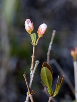 Eugenia involucrata DC. Myrtaceae