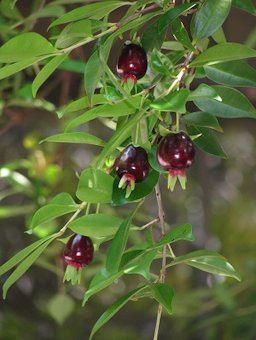 Ready to harvest fruit