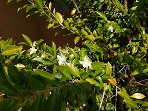 Cherry of the Rio Grande flowers