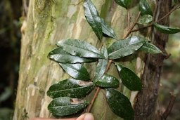 Eugenia involucrata DC.