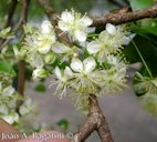 Eugenia involucrata flowers