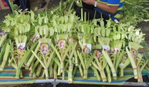 Tender leaves of coconut palms leaves (palaspas) during the observance of Palm Sunday in Baliuag, Bulacan, Philippines