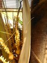 A part of coconut inflorescence. Showing male and female (proximal) flowers