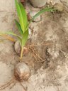 Coconut seedling