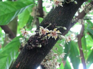 Interestingly, the cacao tree grows its flowers directly on the main trunk, exhibiting “cauliflory” just like the Eastern redbud.