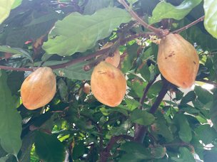 Cacao pods growing from a tree located in Hershey Gardens.