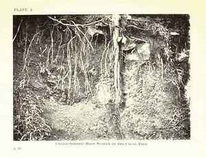 Characteristic root system of the cocoa tree