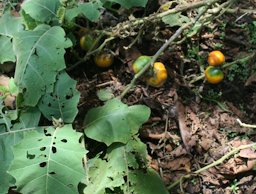 Solanum sessiliflorum