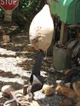 How to open a coconut