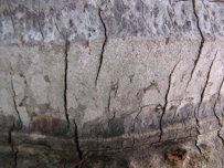 Trunk at Waihee, Maui