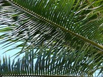 Coconut Fruit